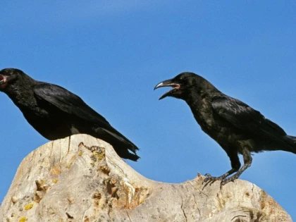 Corbii caledonieni, capabili de „călătorie mentală în timp”