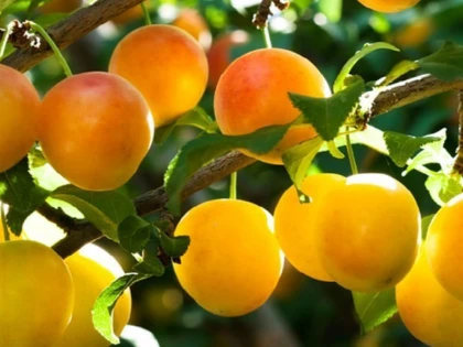Corcodușele au cea mai puternică acțiune antioxidantă și antiinflamatoare