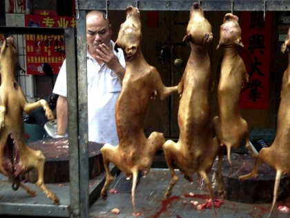 Coreea de Sud are în vedere interzicerea consumului de carne de câine
