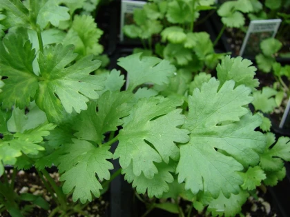 CORIANDRUL CALMEAZĂ DURERILE ABDOMINALE
