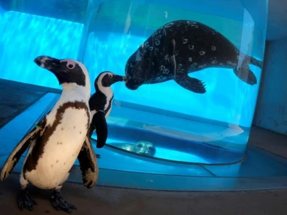 Coronavirus: Vizite între specii la un aquarium din Japonia