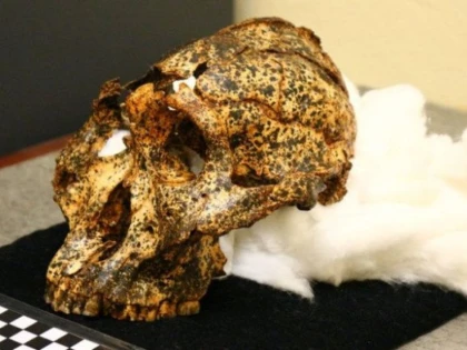 Craniu vechi de 2 milioane de ani, dezgropat în Africa de Sud