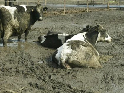 Crescătoria din Păuliș, unde zeci de vaci stăteau în noroi până la genunchi, a fost desfiinţată