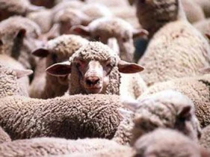 Crescătorii de ovine vor primi subvenție pentru lâna comercializată