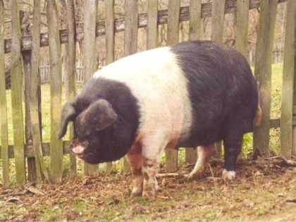 Crescătorii de porci Bazna și Mangalița vor primi sprijin financiar