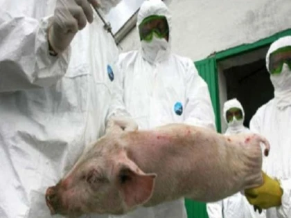Criza pestei porcine din județul Arad a intrat în atenția premierului Dăncilă