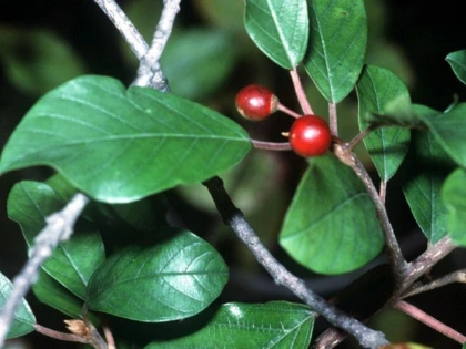 CRUŞINUL AJUTĂ LA DETOXIFIEREA ORGANISMULUI