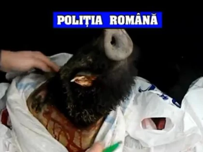 Cu mistrețul în portbagaj