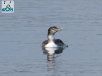 Cufundarul cu cioc alb, o nouă specie în fauna României
