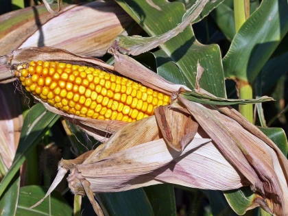 Cultura de porumb: Cele mai eficiente utilaje agricole