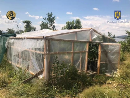 Cultură impresionantă de canabis în județul Arad; două persoane au fost reținute