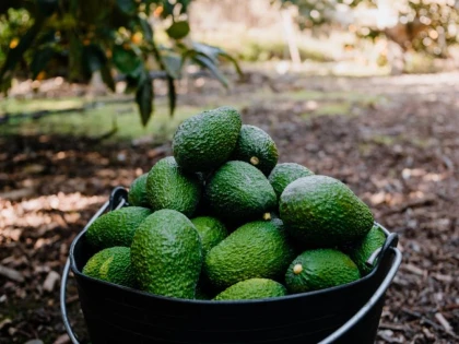Culturi de mango şi avocado, irigate cu apă din fântâni ilegale. Zeci de fermieri spanioli au fost arestaţi