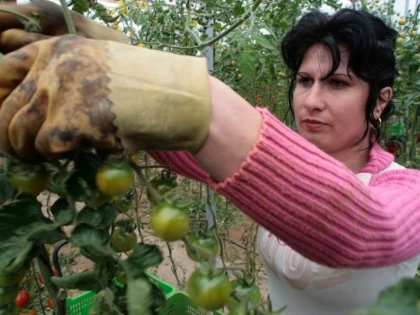 CULTURILE DE ROSII SI DE FASOLE DIN ARAD, POLENIZATE CU AJUTORUL BONDARILOR ADUSI DIN OLANDA