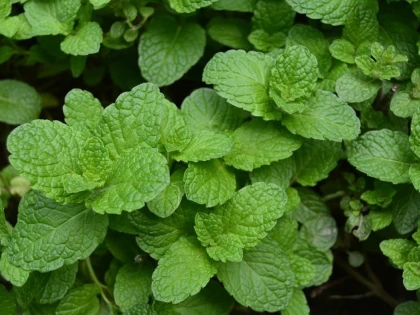 Cum avem grijă de sănătatea bucală cu ajutorul plantelor