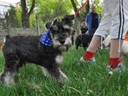 Cum ne pot îmbolnăvi animalele de companie