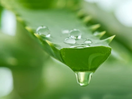 Cum preparam si degustam gelul de Aloe Vera?