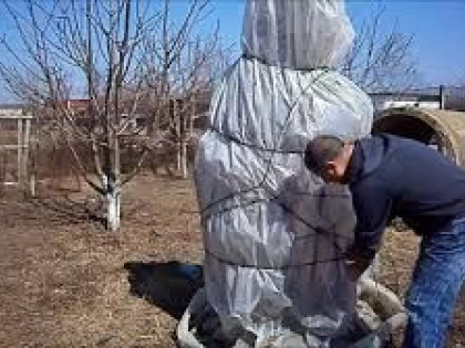 CUM PROTEJAM SMOCHINUL PE TIMP DE IARNA
