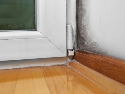 Cum scapi de mucegaiul de sub parchet