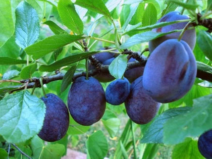 Cum te ajută sucul de prune să îți păstrezi sănătatea