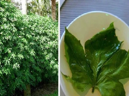 „Darul zeilor”, planta-minune care vindecă 100 de boli