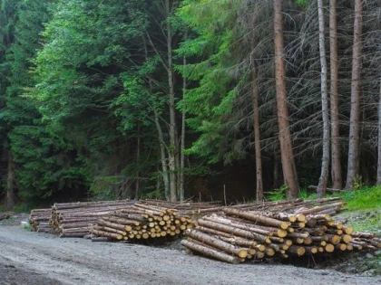 De astăzi putem vedea, în timp real, ce se întâmplă în și cu pădurile României