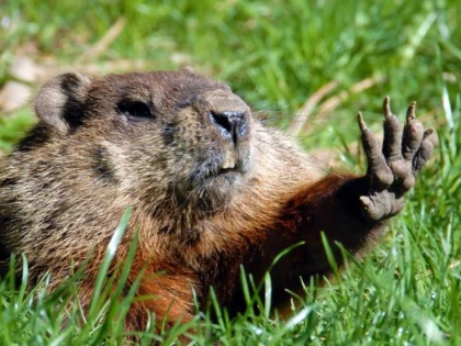 De ce a interzis Rusia vânătoarea de marmote