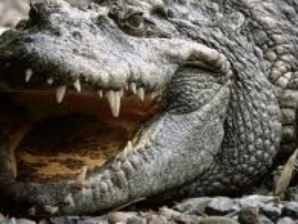 De ce au dispărut speciile de crocodili și canguri uriași de pe Terra