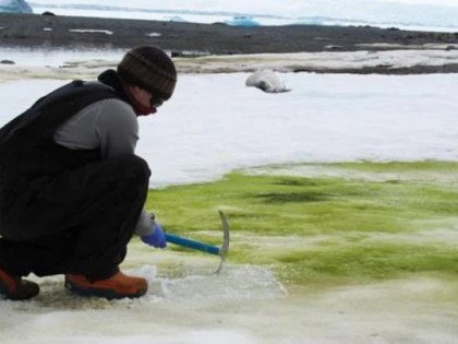 De ce capătă zăpada din Antarctica nuanțe verzi