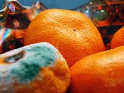 DE CE FRUCTELE MUCEGAITE PARTIAL TREBUIE ARUNCATE IN INTREGIME