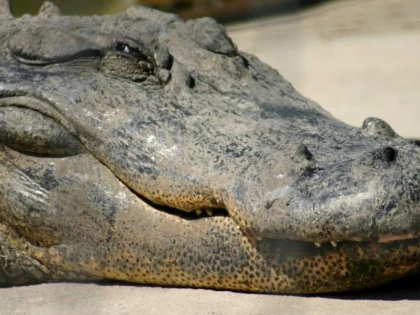De ce s-au schimbat atât de puțin crocodilii de pe vremea dinozaurilor până acum