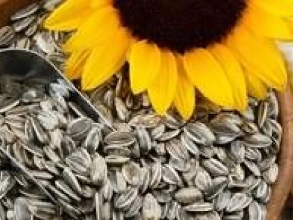 DE CE TREBUIE SA MANANCI SEMINTE DE FLOAREA SOARELUI