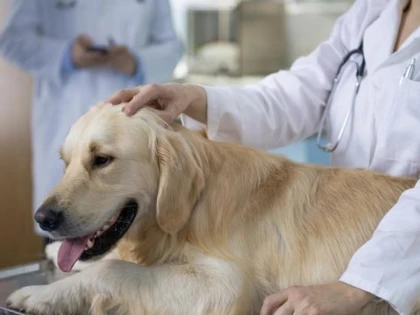 Decontări false la un cabinet veterinar din Șagu, pentru zeci de câini, care au fost exportați în UE