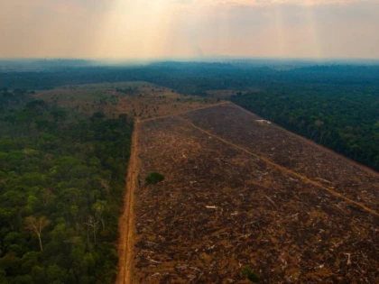 Defrișările din pădurea amazoniană au atins un nou nivel record