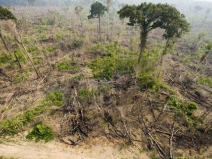 Defrişările din pădurea tropicală amazoniană din Brazilia au depăşit pragul de 10.000 de kilometri pătraţi