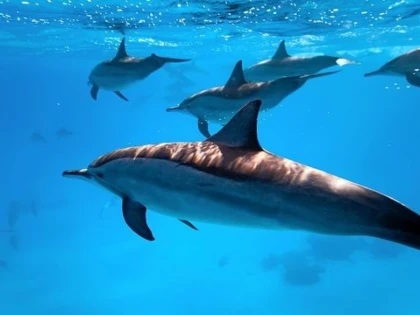 DELFINII AU PROPRIILE LOR RETELE SOCIALE