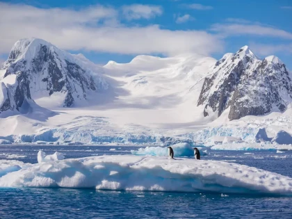 Descoperire după topirea ghețarilor: animale necunoscute, găsite în Antarctica