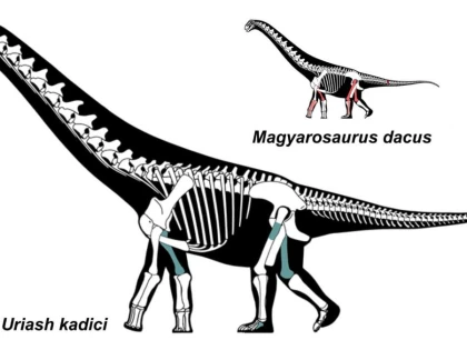 Descoperire unică în lume, în Geoparcul Ţara Haţegului: Au fost găsite două specii noi de dinozauri