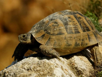 DESCOPERIREA UNUI COPIL DE 8 ANI EXPLICĂ DE CE ȚESTOASELE AU CARAPACE