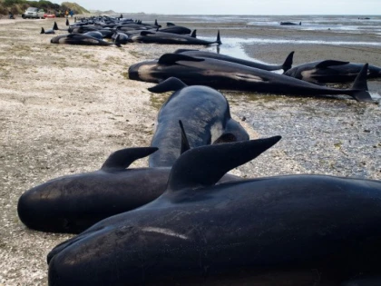 Dezastru ecologic în Noua Zeelandă