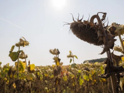 Dezastru în agricultură: 1,12 milioane de hectare distruse de secetă