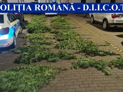 DIICOT a descoperit o cultură impresionantă de cannabis în județul Arad. Doi tineri au ajuns în arest