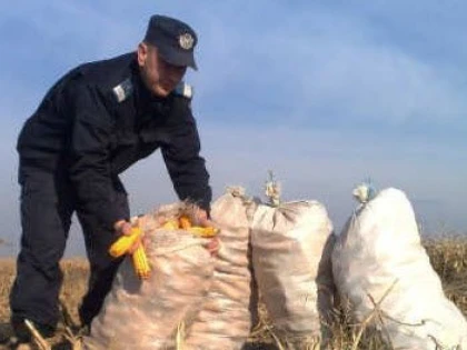 DOI BARBATI AU FURAT 100 DE KG DE PORUMB STIULETI