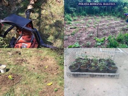 Doi bărbați din Lipova, prinși în timp ce plantau cannabis