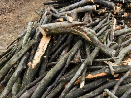 Doi bărbați din zona Brazii, cercetați pentru tăiere de arbori