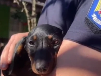 Doi căței abandonați, salvați și adoptați de jandarmii arădeni