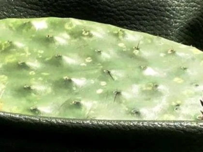 Doi mexicani au creat „pielea” vegetală din frunze de cactus