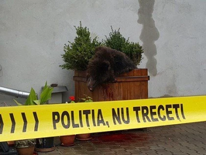 DOSAR PENAL ÎN CAZUL URSULUI ÎMPUȘCAT LA SIBIU