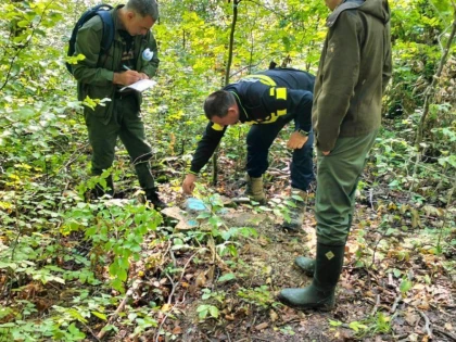 Dosar penal pentru tăiere fără drept și furt de material lemnos, la Hălmagiu