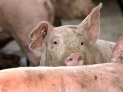 Două noi focare de pestă africană au fost confirmate în județul Arad