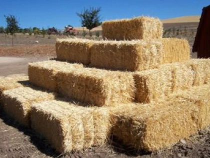 DOUA PERSOANE AU FURAT 260 DE KILOGRAME DE LUCERNA